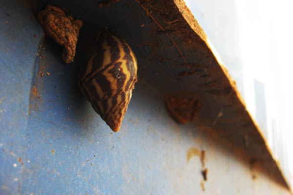 Snail in Juba, South Sudan